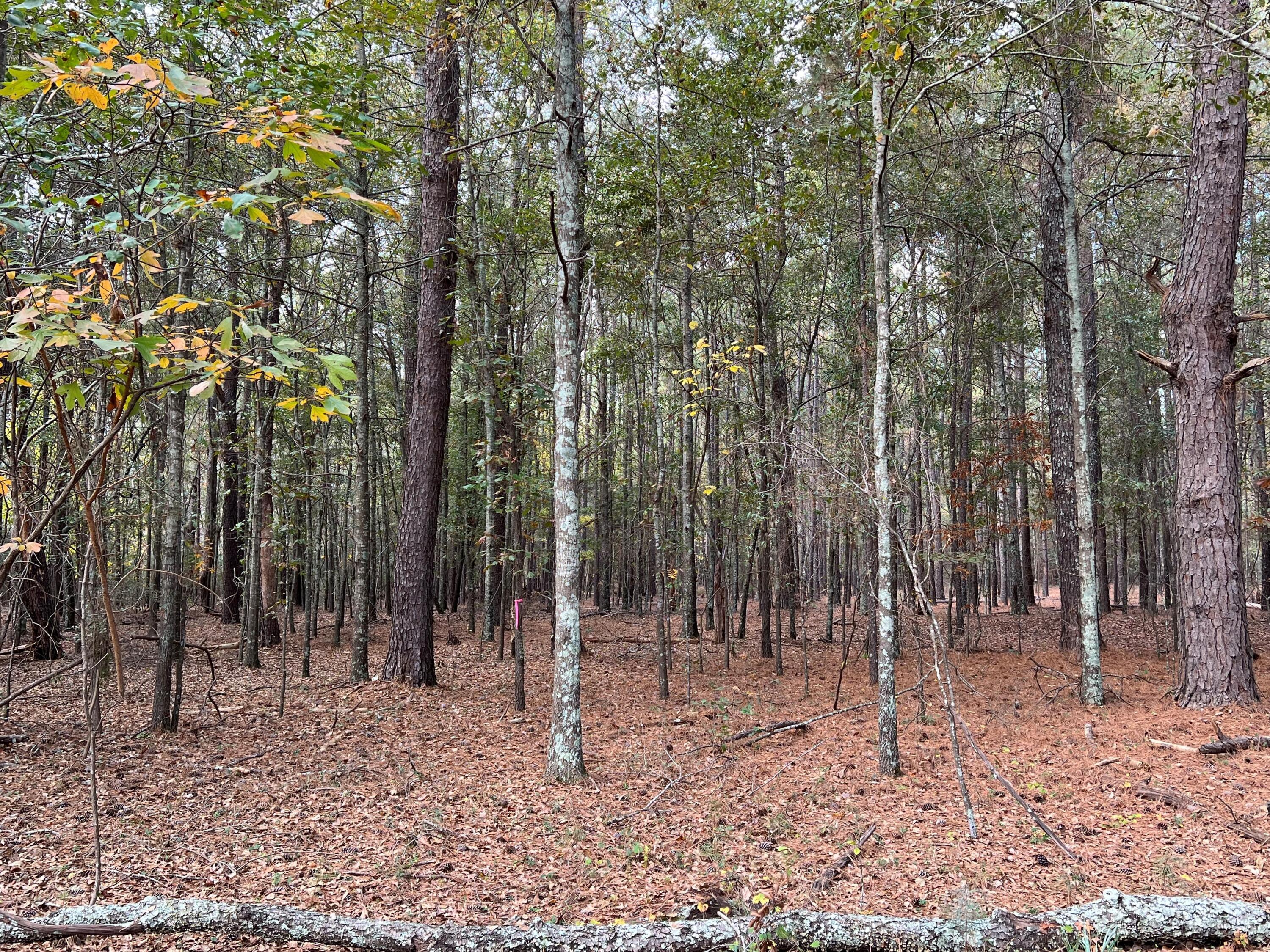 L5 Redbank Street, Unit 5 Wagener, SC 29164 - Photo 7 of 13