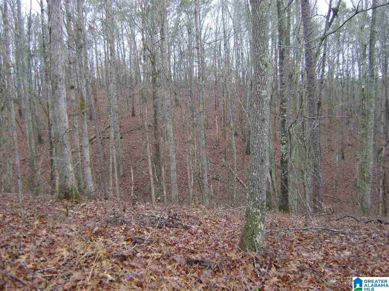 47586 Highway 25 Sterrett, AL 35147 - Photo 8 of 20
