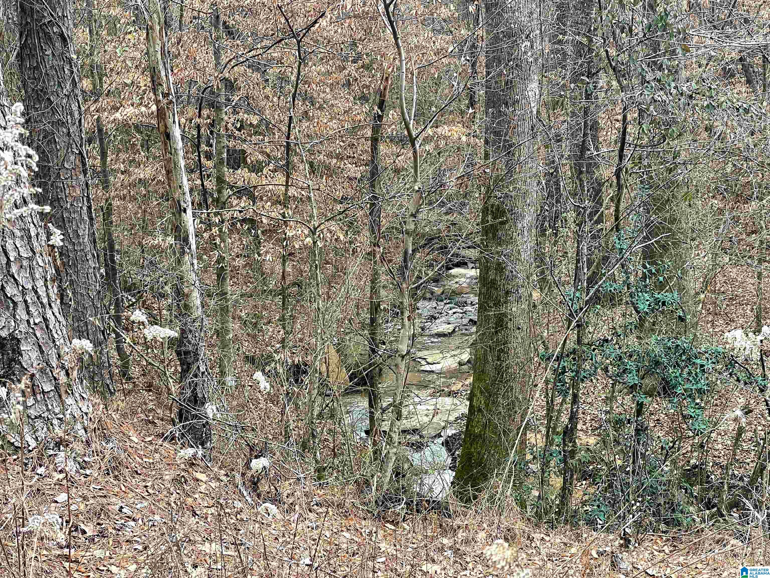 0 Clevet Springs Road, Unit 2 24 ACRES Hayden, AL 35079 - Photo 6 of 8