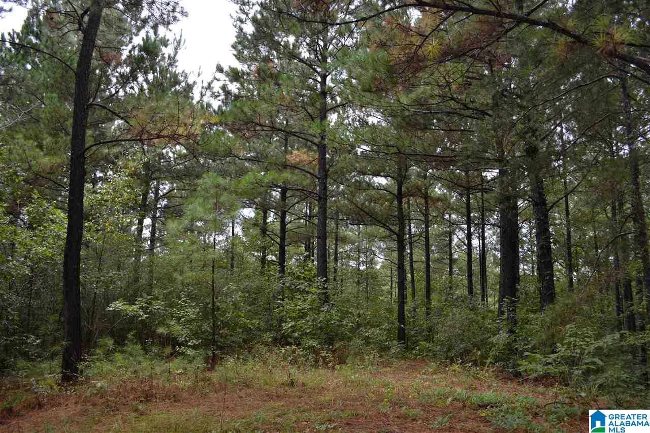 719 Williams Road Jasper, AL 35503 - Photo 45 of 50