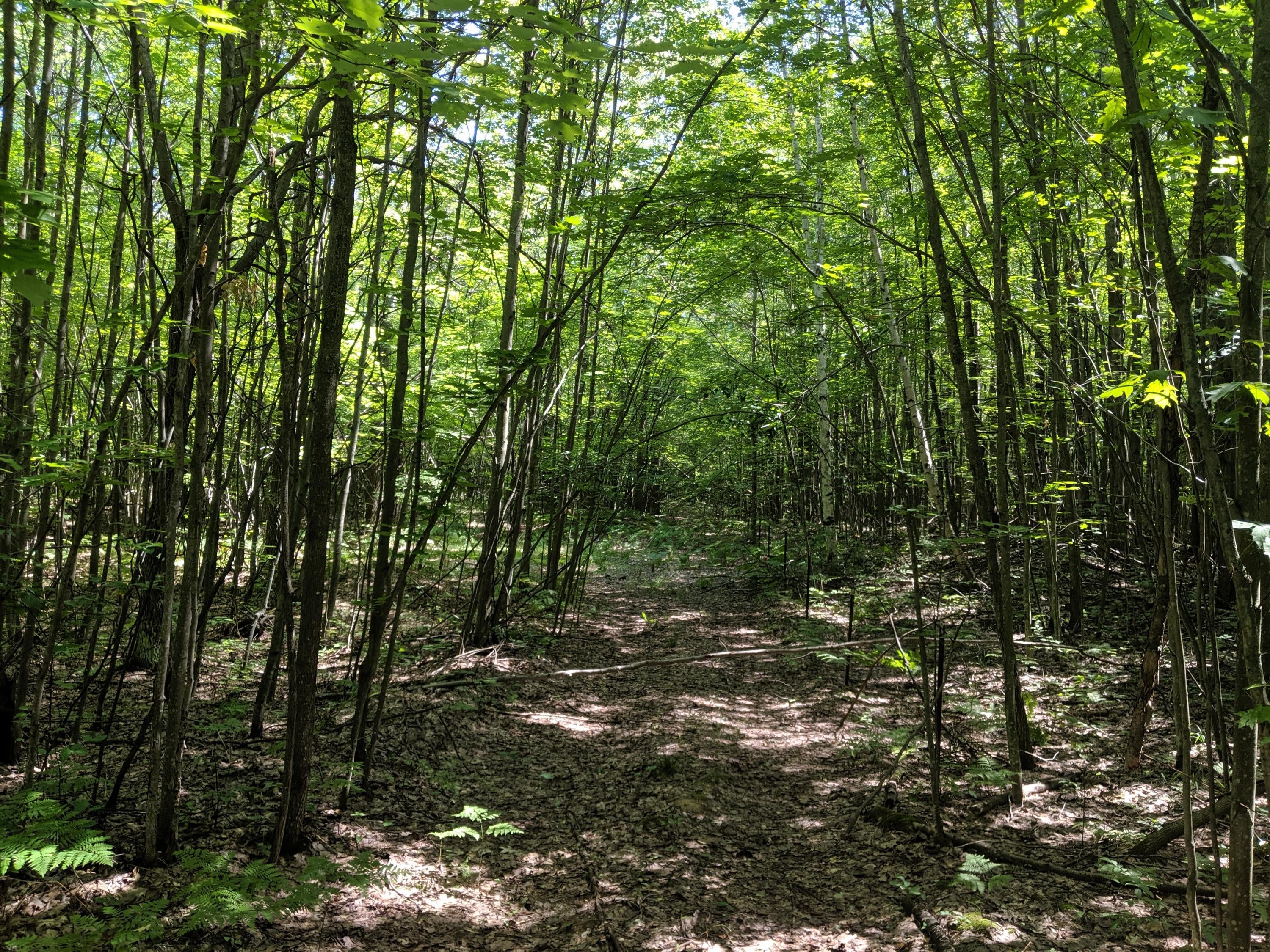 Hardy Grade Road Mio, MI 48647 - Photo 4 of 22 Gallery Image 4