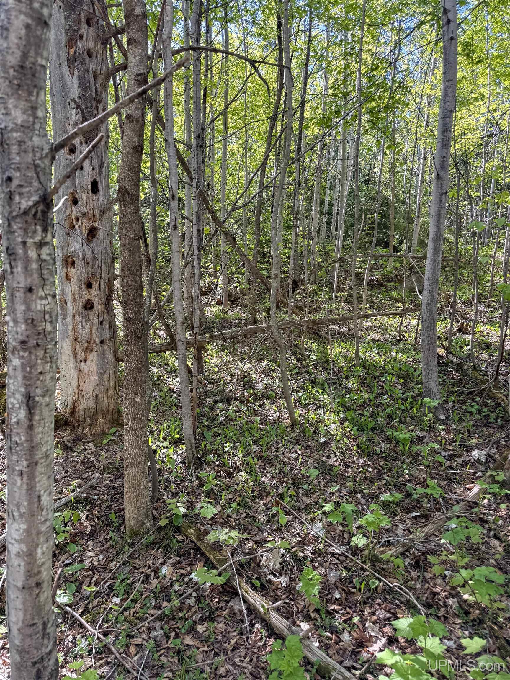 Lot A Gratiot River Road Calumet, MI 49913 - Photo 26 of 35
