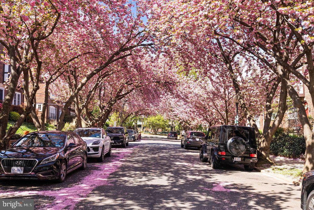 4400 Q Street Northwest Washington, DC 20007 - Photo 49 of 52 Tree-Lined Street