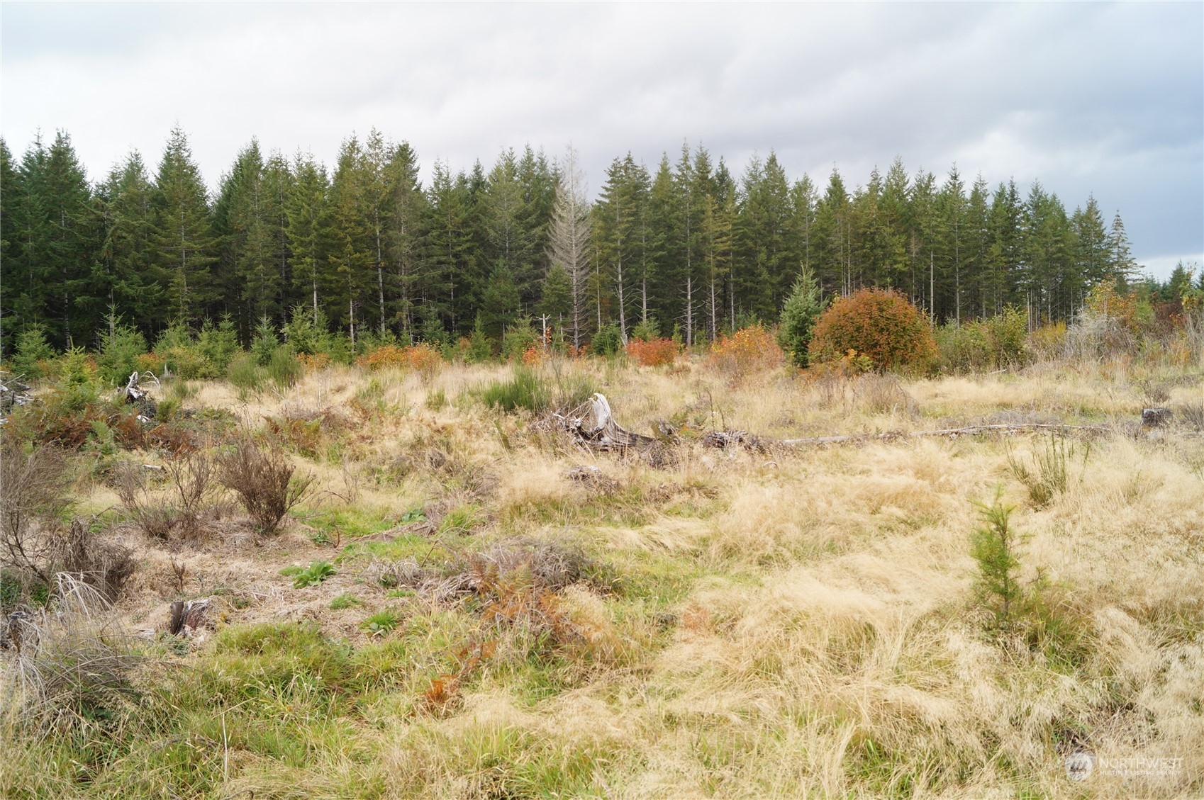 -off Of West Ford Loop Road Elma, WA 98541 - Photo 6 of 6 Gallery Image 6