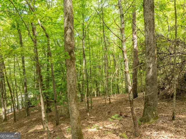 a view of a yard with large trees