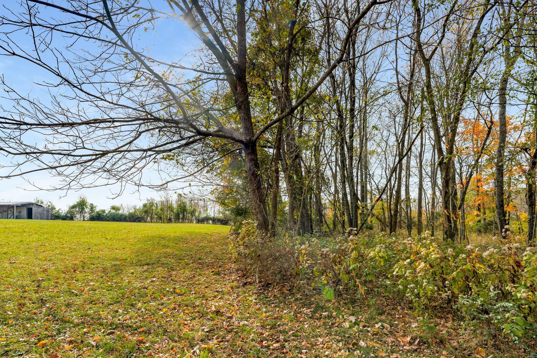 2980 Union Road White House, TN 37188 - Photo 20 of 33 a view of yard with large tree