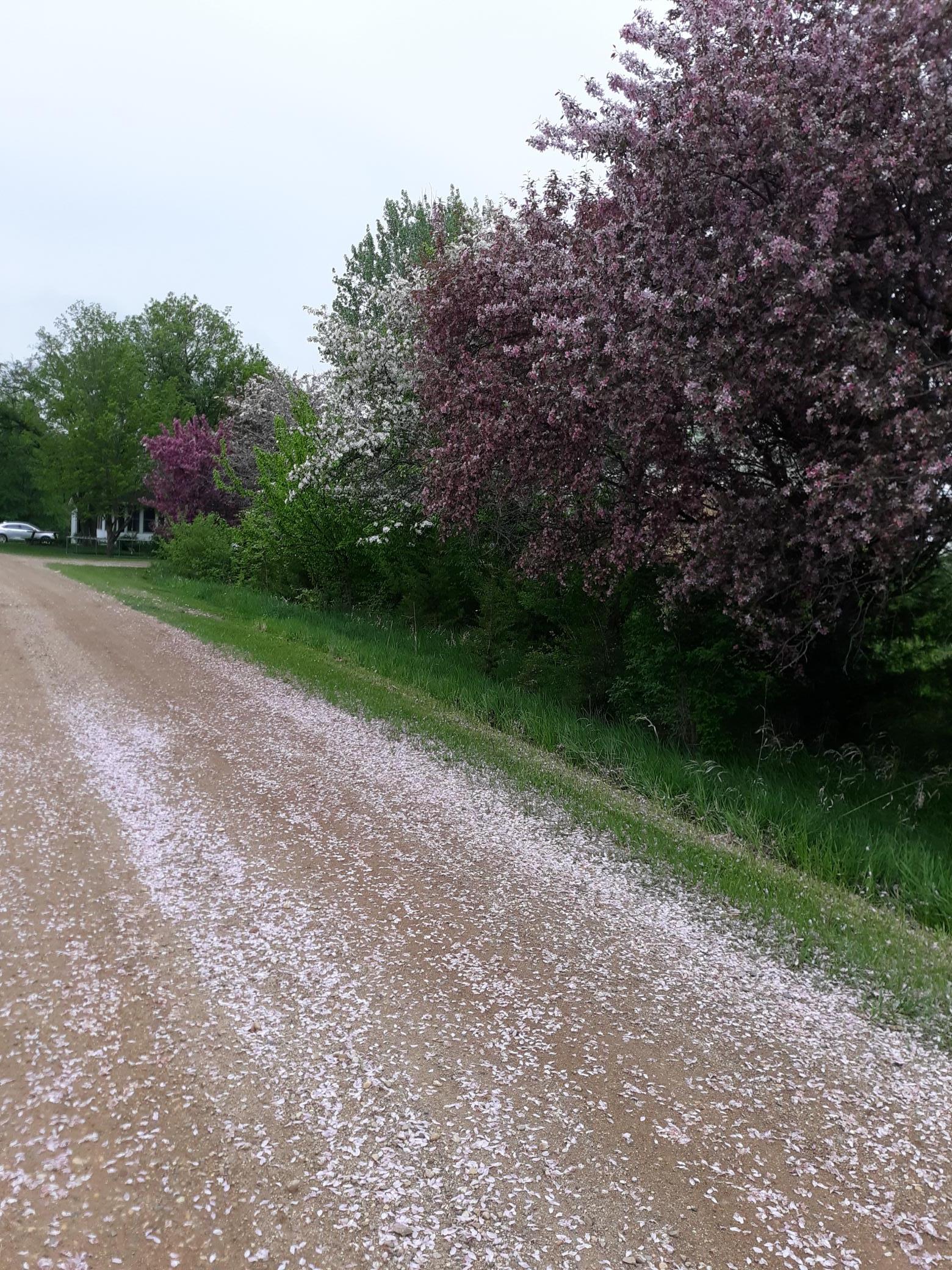 24543 Co Highway 124 Fergus Falls, MN 56537 - Photo 76 of 96