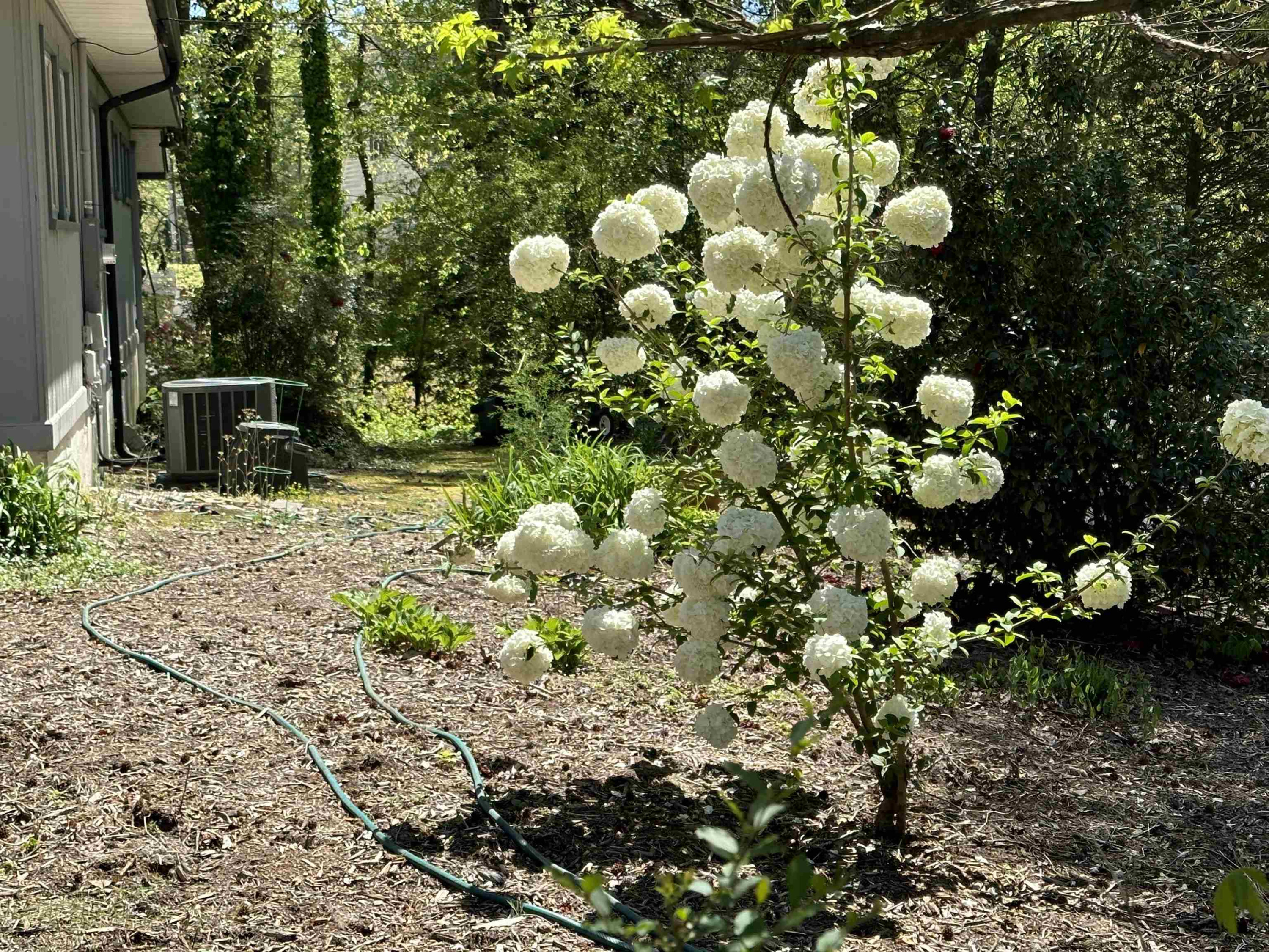 2104 Jarman Drive Raleigh, NC 27604 - Photo 33 of 37 a backyard of a house with lots of green space