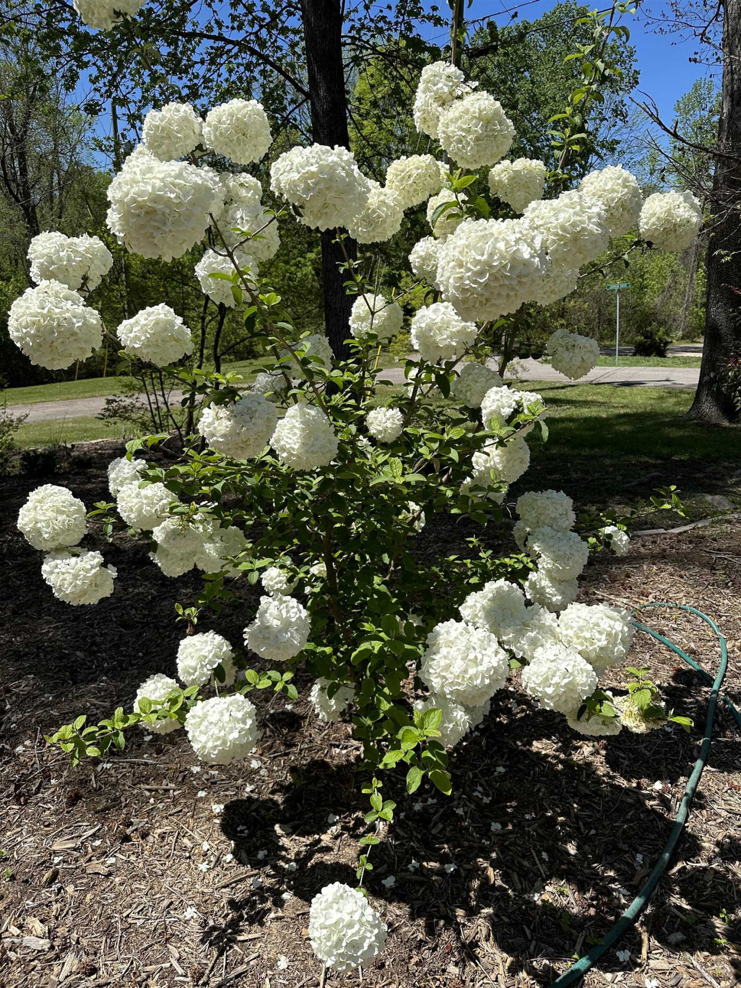 2104 Jarman Drive Raleigh, NC 27604 - Photo 34 of 37 a bunch of flowers and flowers