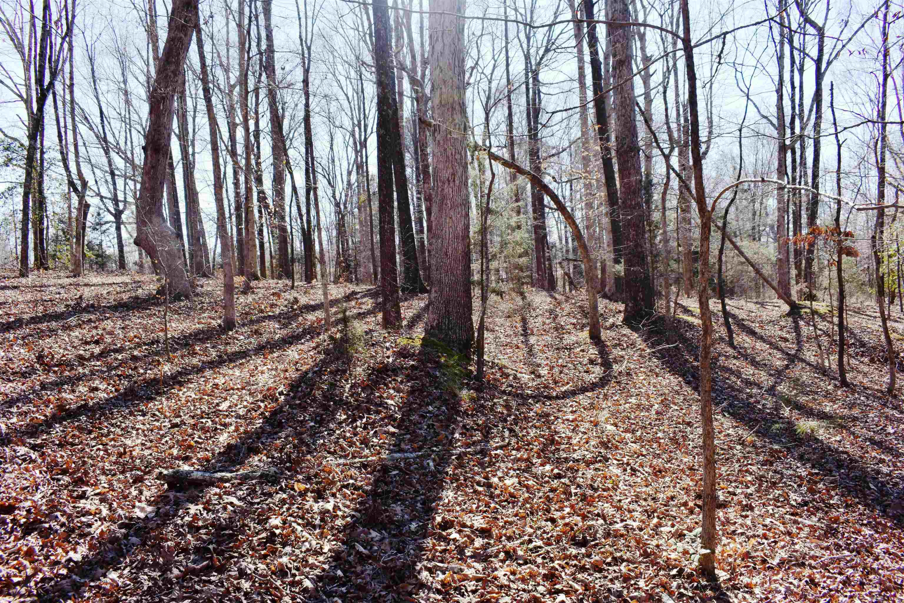 4020 Huron Road Huron, TN 38345 - Photo 22 of 24 a backyard of a house with lots of green space