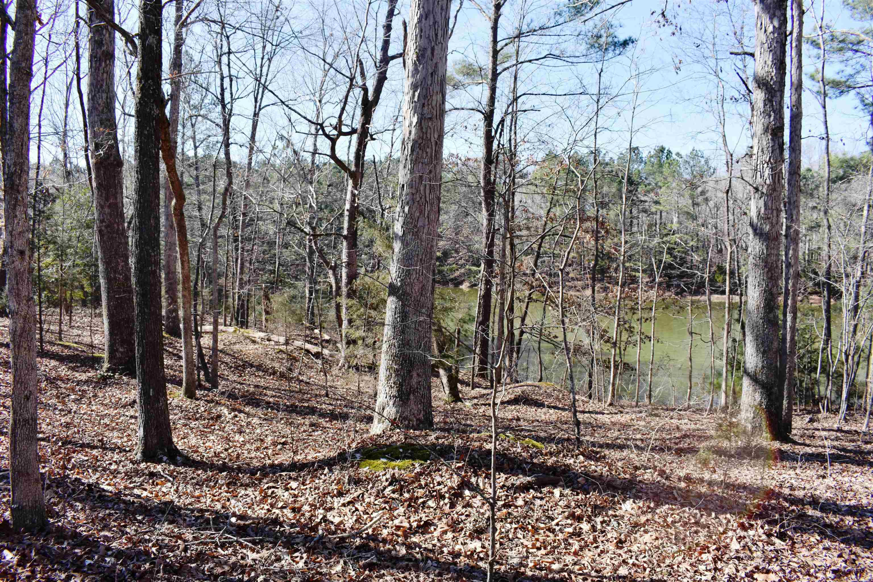 4020 Huron Road Huron, TN 38345 - Photo 23 of 24 a view of a forest filled with trees