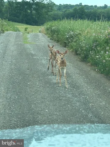 a view of a yard with an outdoor space