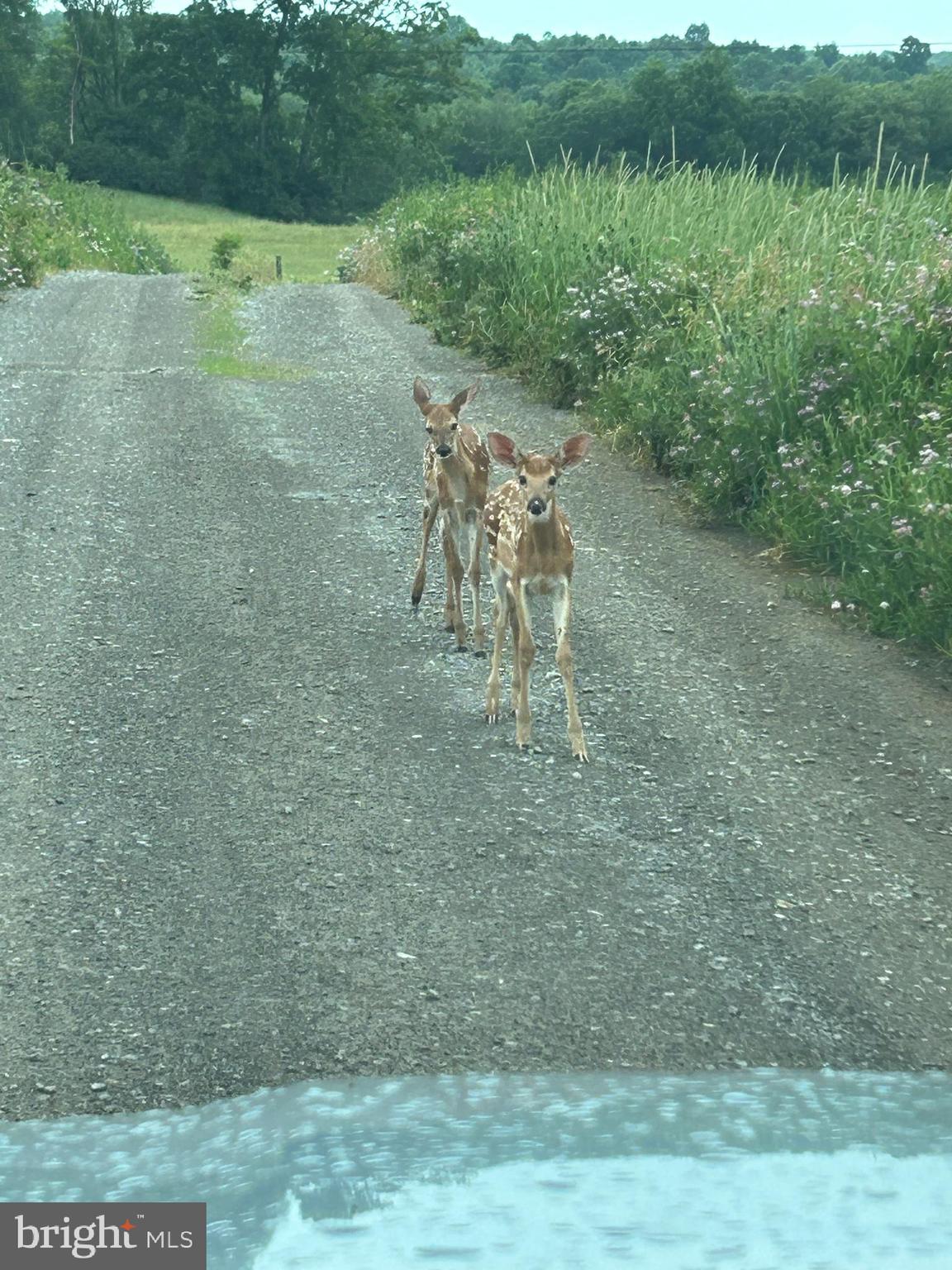 768 Dry Hollow Road Warriors Mark, PA 16877 - Photo 49 of 56 a view of a lake with a yard