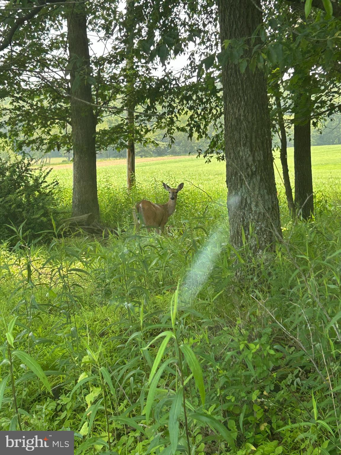 768 Dry Hollow Road Warriors Mark, PA 16877 - Photo 50 of 56 a view of outdoor space with a garden