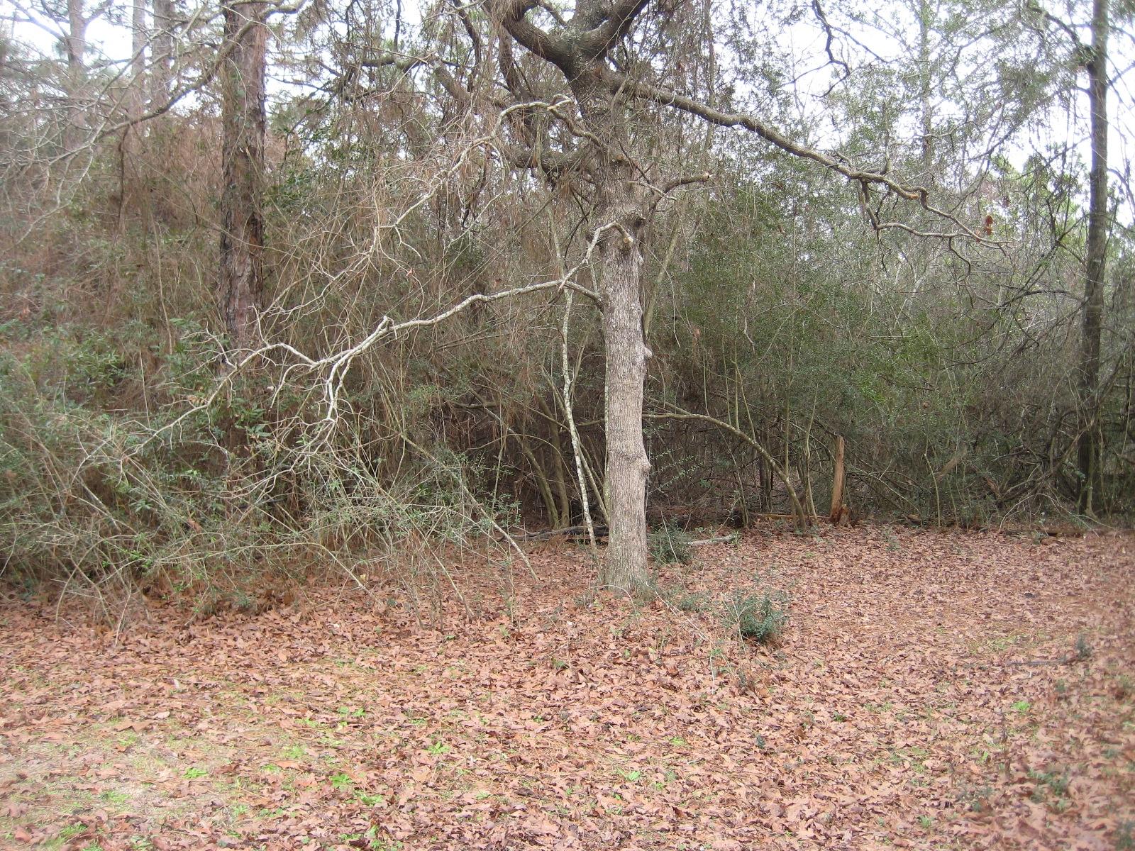 6003 Robin Road Crestview, FL 32539 - Photo 16 of 17 a backyard of a house with lots of green space