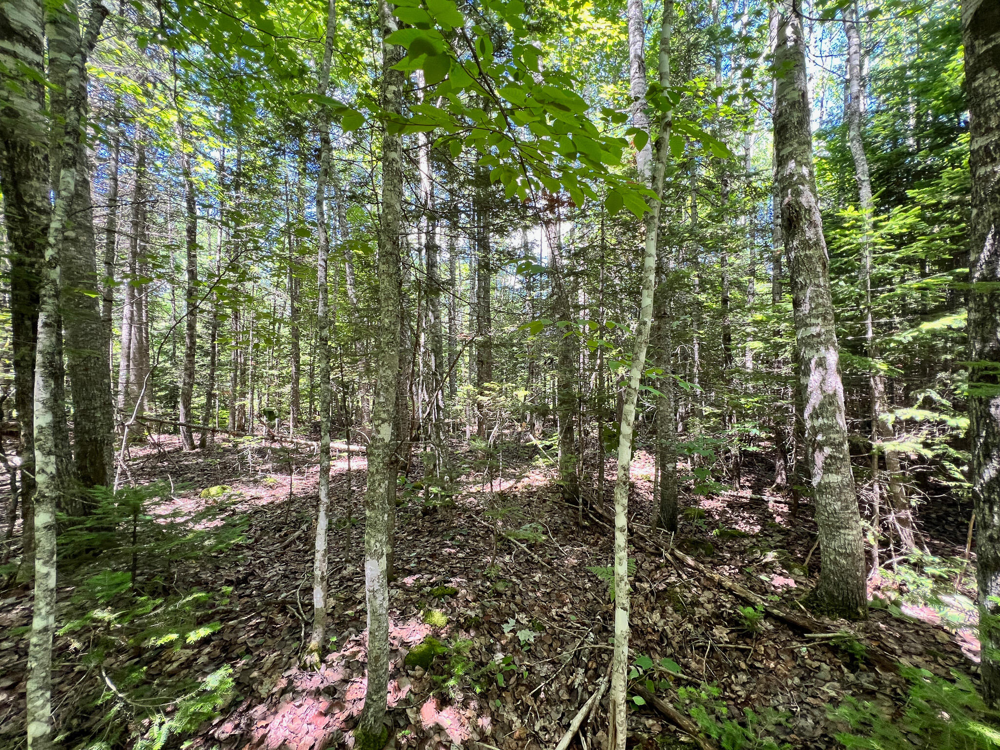 Lot 5 Woodland Ridge Road Danforth, ME 04424 - Photo 11 of 17 IMG_6397