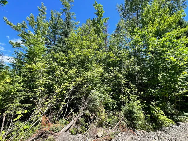 $20,000 | Lot 5 Woodland Ridge Road, Danforth, ME 04424
