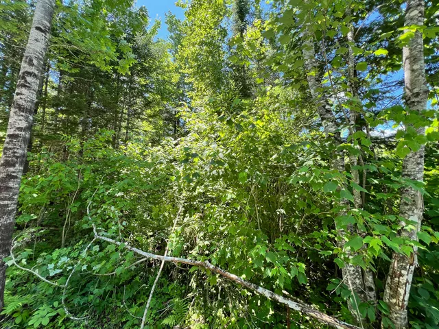 $20,000 | Lot 5 Woodland Ridge Road, Danforth, ME 04424