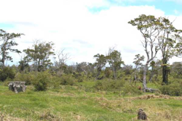 4 B 'ama'uma'u (wright) Road, Unit 2 Volcano, HI 96785 - Photo 1 of 19 Gallery Image 1