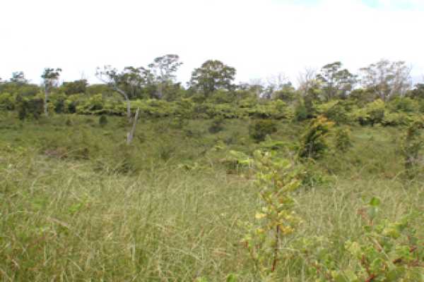 4 B 'ama'uma'u (wright) Road, Unit 2 Volcano, HI 96785 - Photo 18 of 19 Gallery Image 18