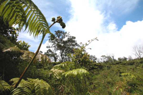 4 B 'ama'uma'u (wright) Road, Unit 2 Volcano, HI 96785 - Photo 8 of 19 Gallery Image 8
