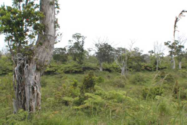 4 B 'ama'uma'u (wright) Road, Unit 2 Volcano, HI 96785 - Photo 9 of 19 Gallery Image 9