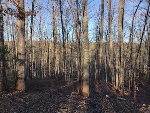 552 Wilderness Way Dunlap, TN 37327 - Photo 8 of 8 Gallery Image 8