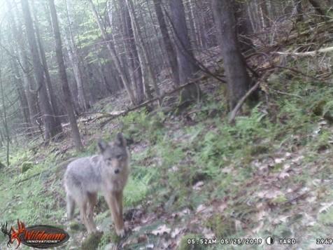 200 Blake Hill Road Mount Vernon, ME 04352 - Photo 11 of 15 Hardy-wildlife3