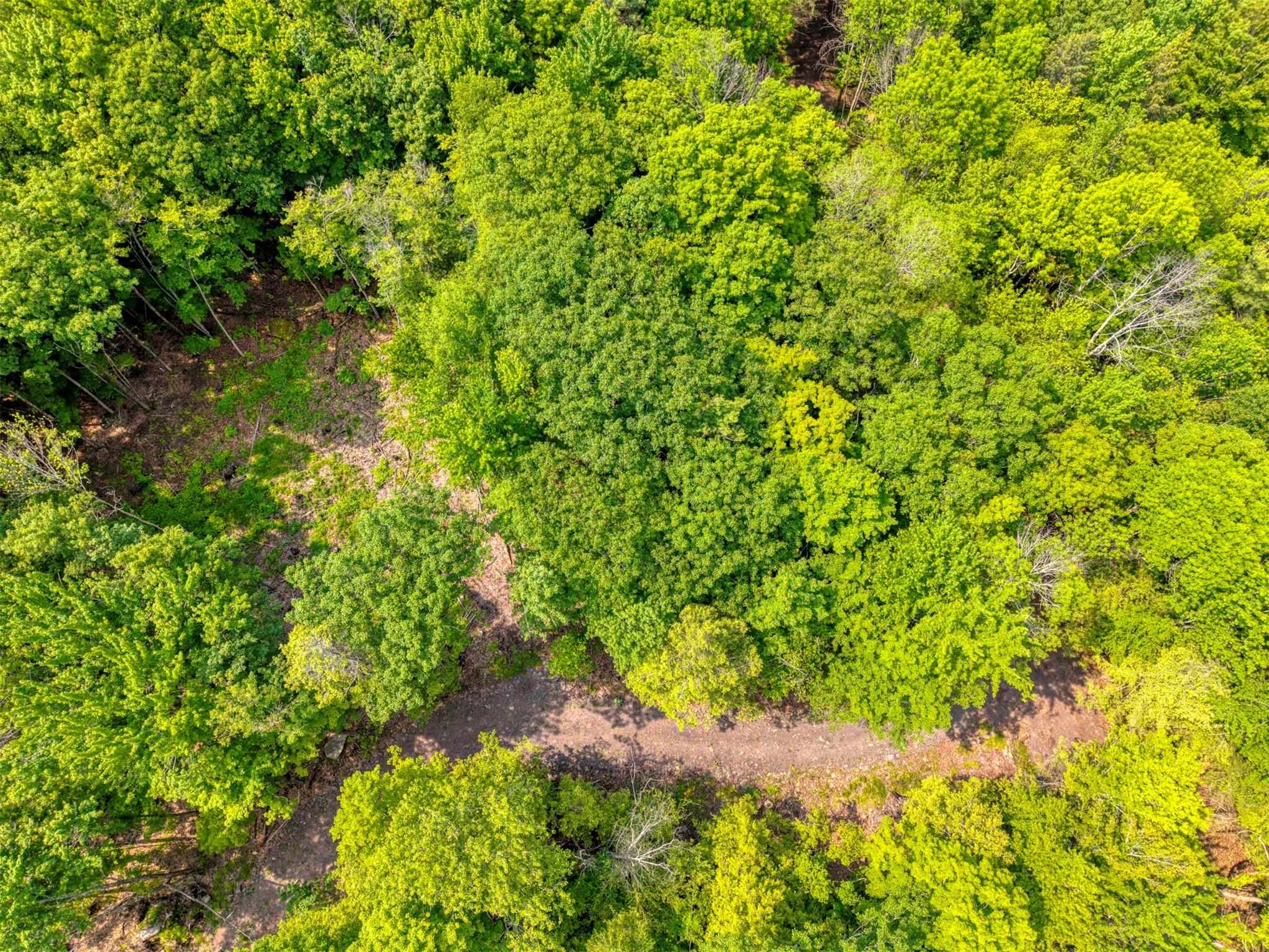 Tbd Lot 8 Boulder Brook Road Windham, NY 12496 - Photo 23 of 47 a view of a tree with a plant in front of it