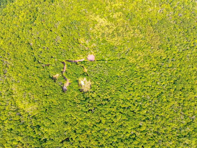 a view of a tree with a plant
