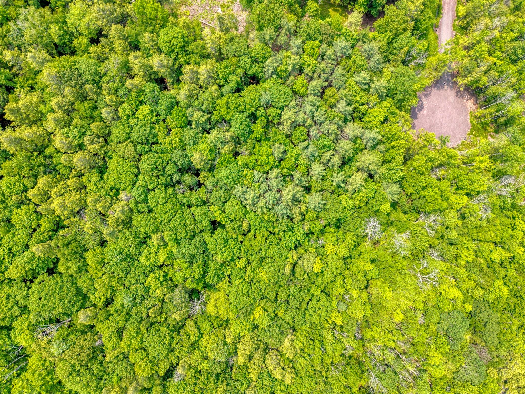 Tbd Lot 8 Boulder Brook Road Windham, NY 12496 - Photo 40 of 47 a backyard of a house with a tree