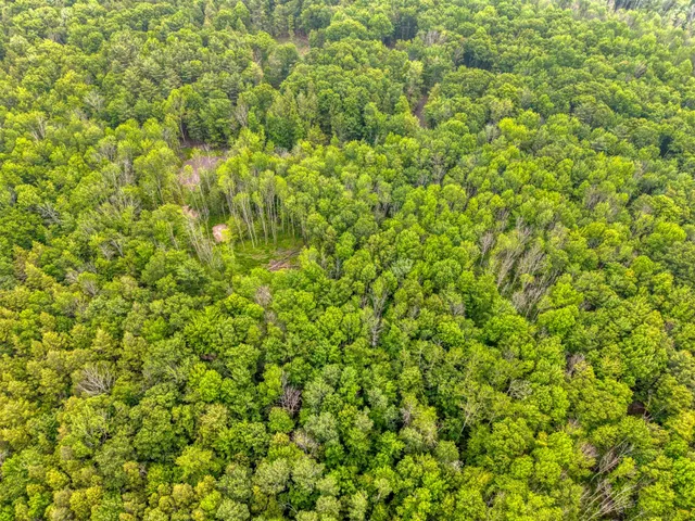a view of a forest with trees