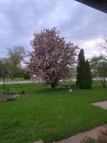 a view of a field of grass and trees