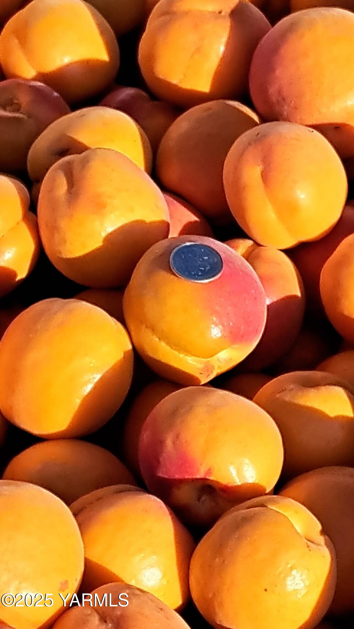 Nka Nka Jones / Riggs Road Wapato, WA 98951 - Photo 12 of 12 5665138407162579657