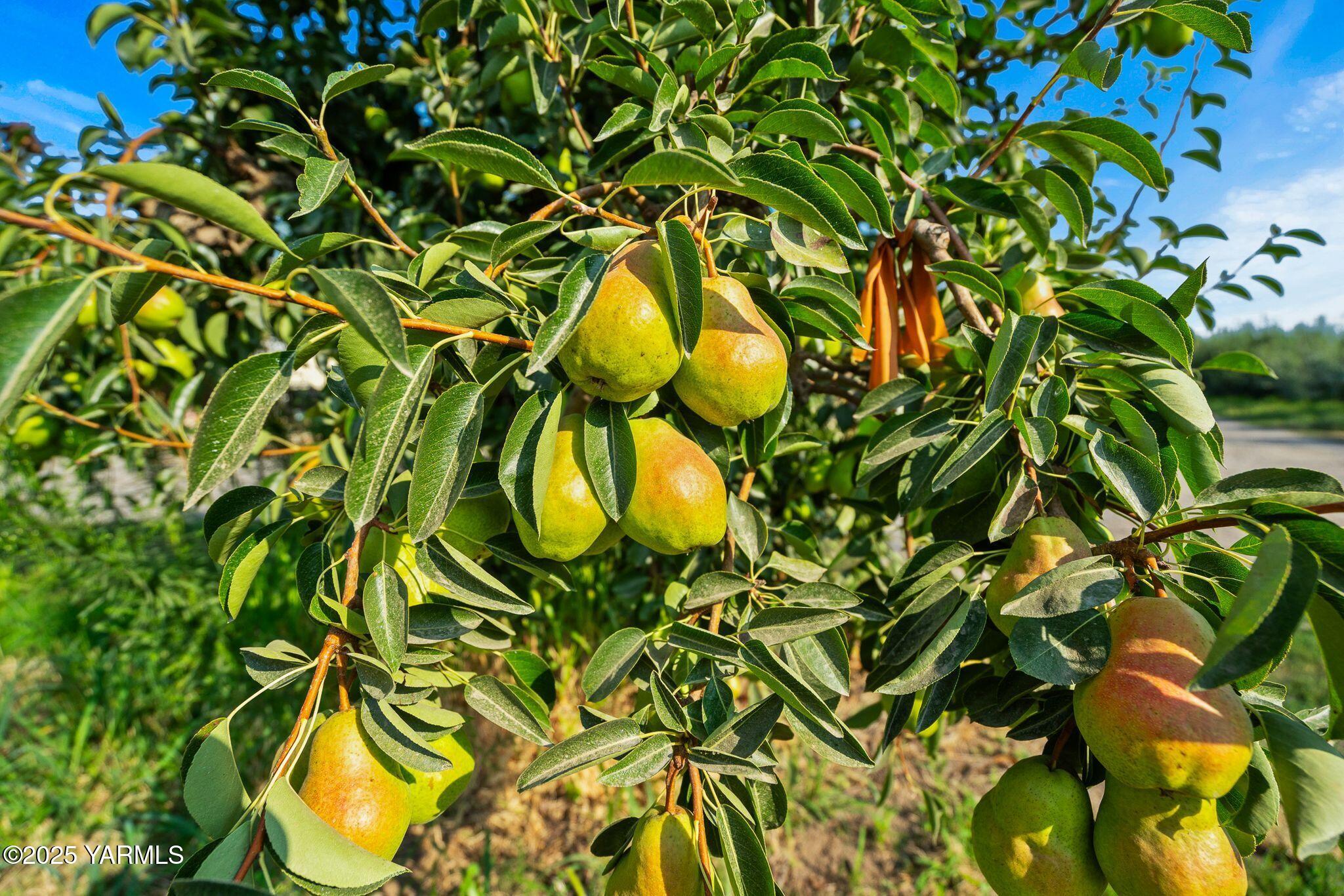 Nka Nka Jones / Riggs Road Wapato, WA 98951 - Photo 7 of 12 Riggs Rd-13