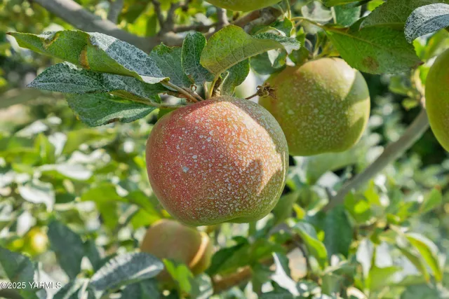 $850,000 | Nka Nka Jones / Riggs Road, Wapato, WA 98951