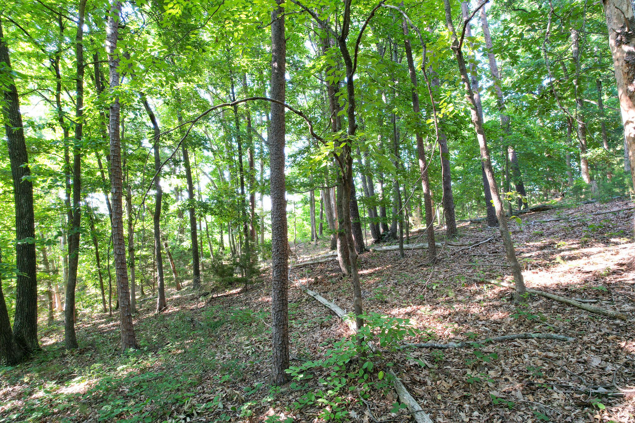 Tbd Olivet Mountain Road Greeneville, TN 37743 - Photo 13 of 22 DJI_0416