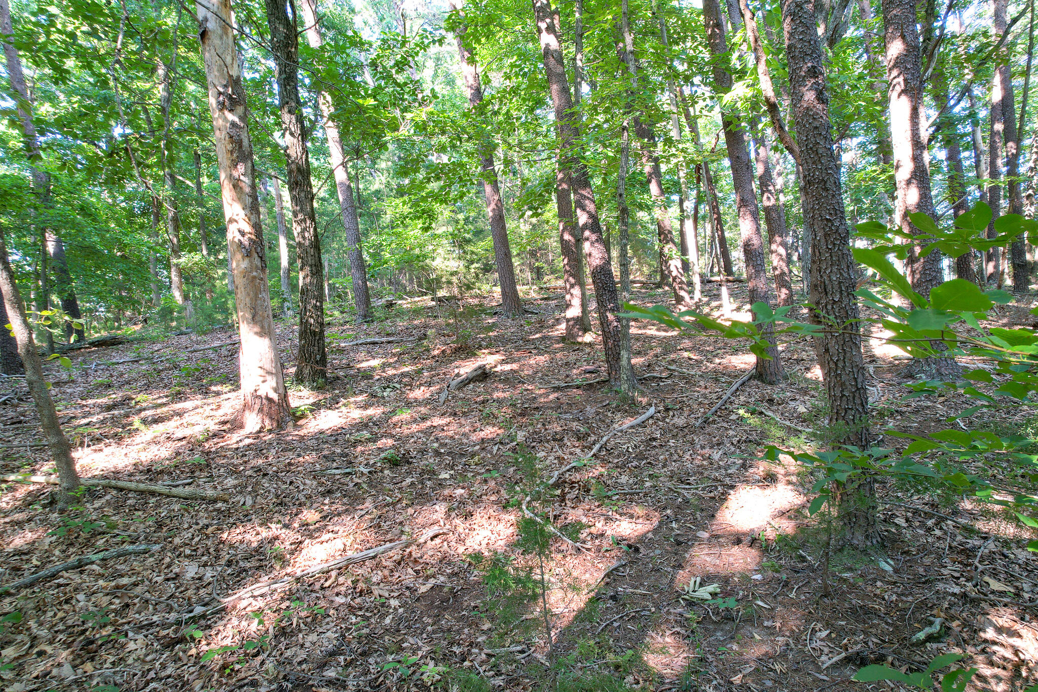 Tbd Olivet Mountain Road Greeneville, TN 37743 - Photo 14 of 22 DJI_0417