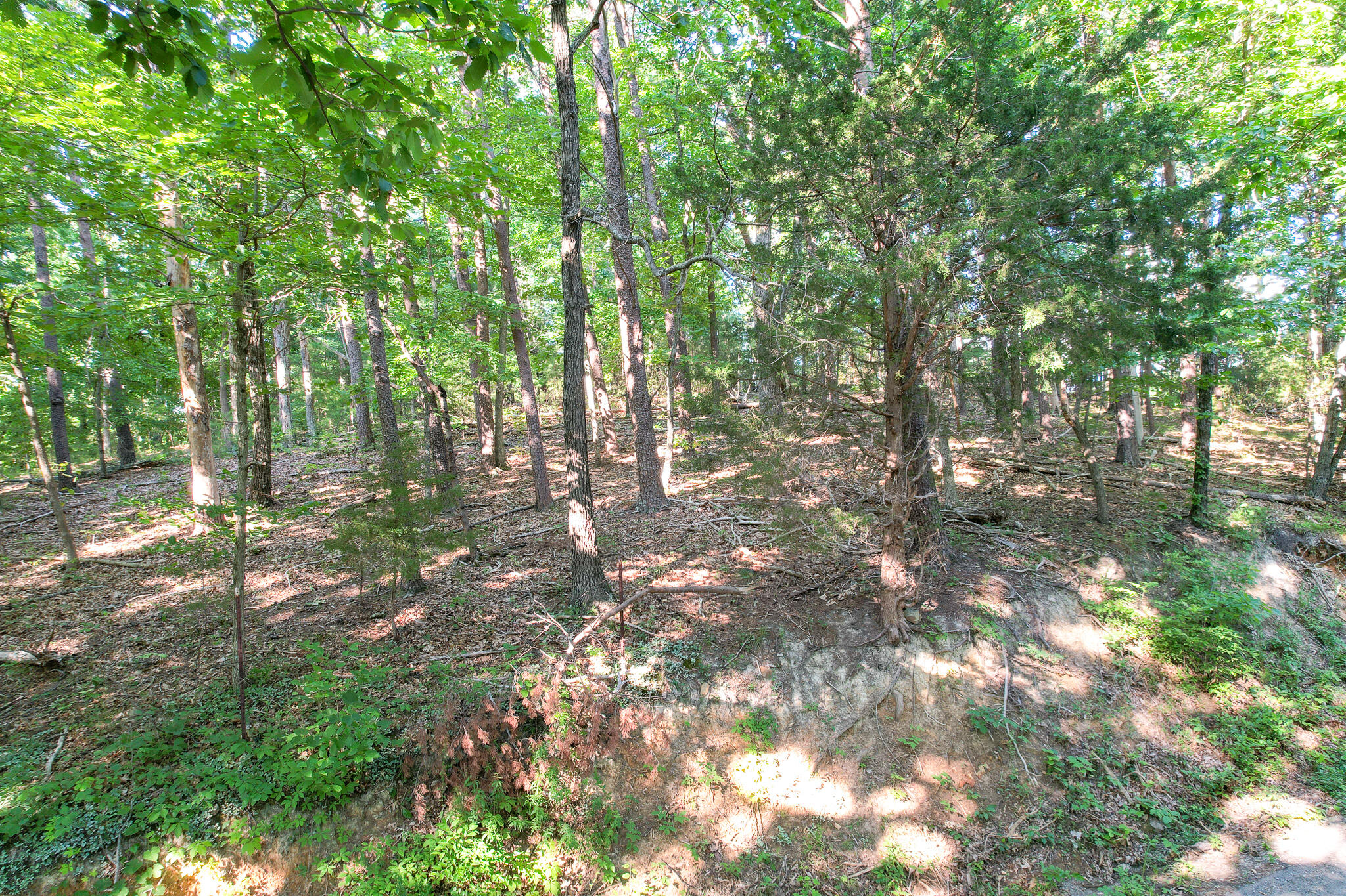 Tbd Olivet Mountain Road Greeneville, TN 37743 - Photo 16 of 22 DJI_0420