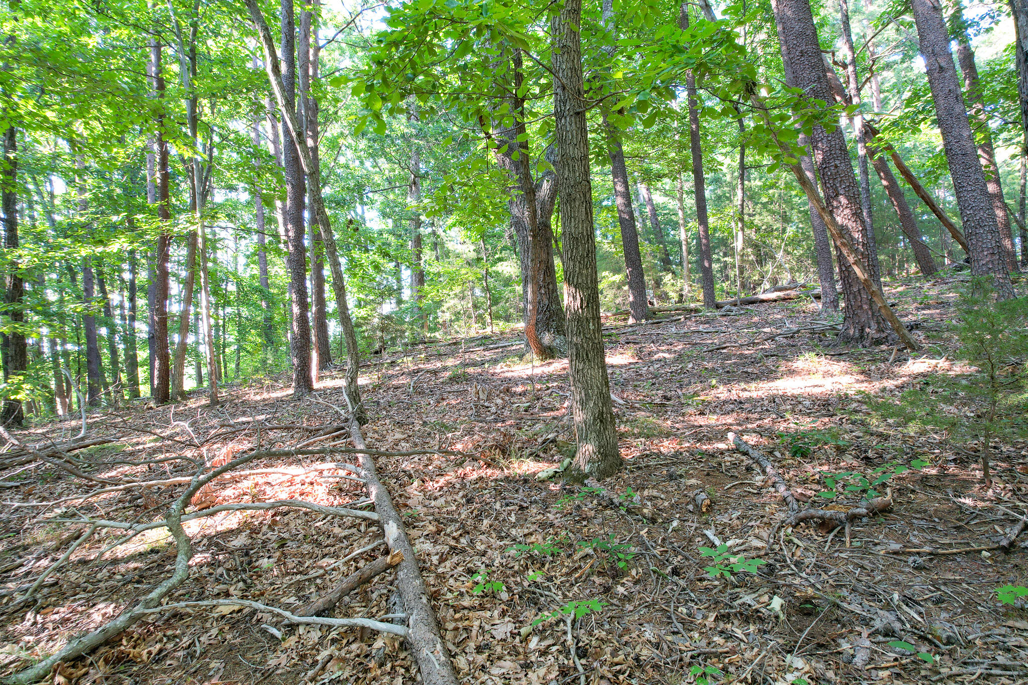 Tbd Olivet Mountain Road Greeneville, TN 37743 - Photo 17 of 22 DJI_0422