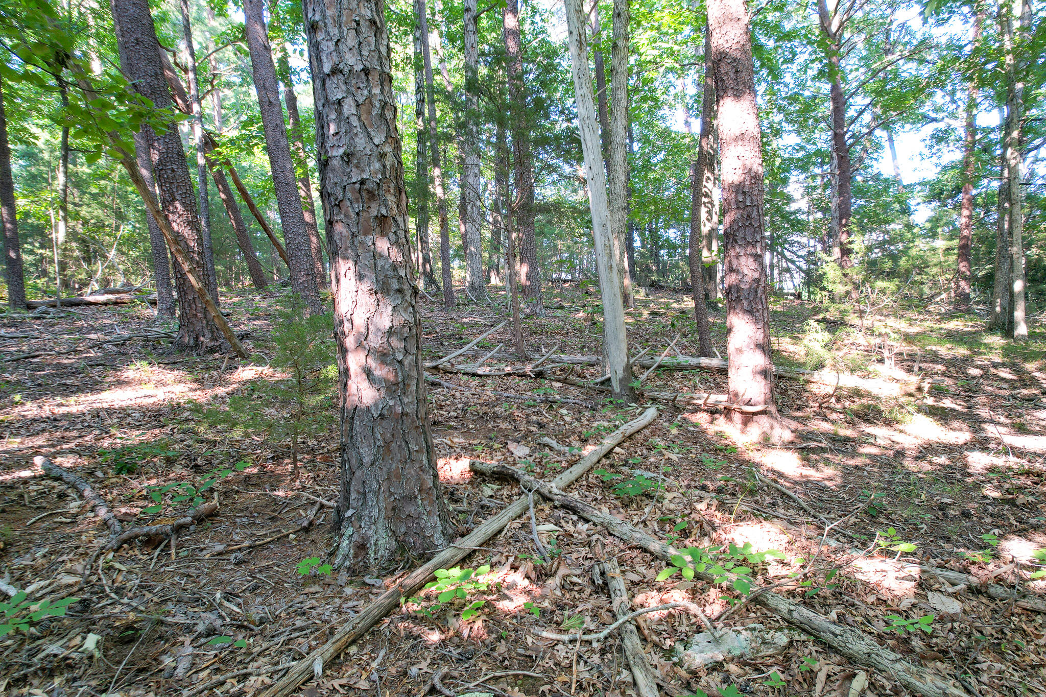 Tbd Olivet Mountain Road Greeneville, TN 37743 - Photo 18 of 22 DJI_0423