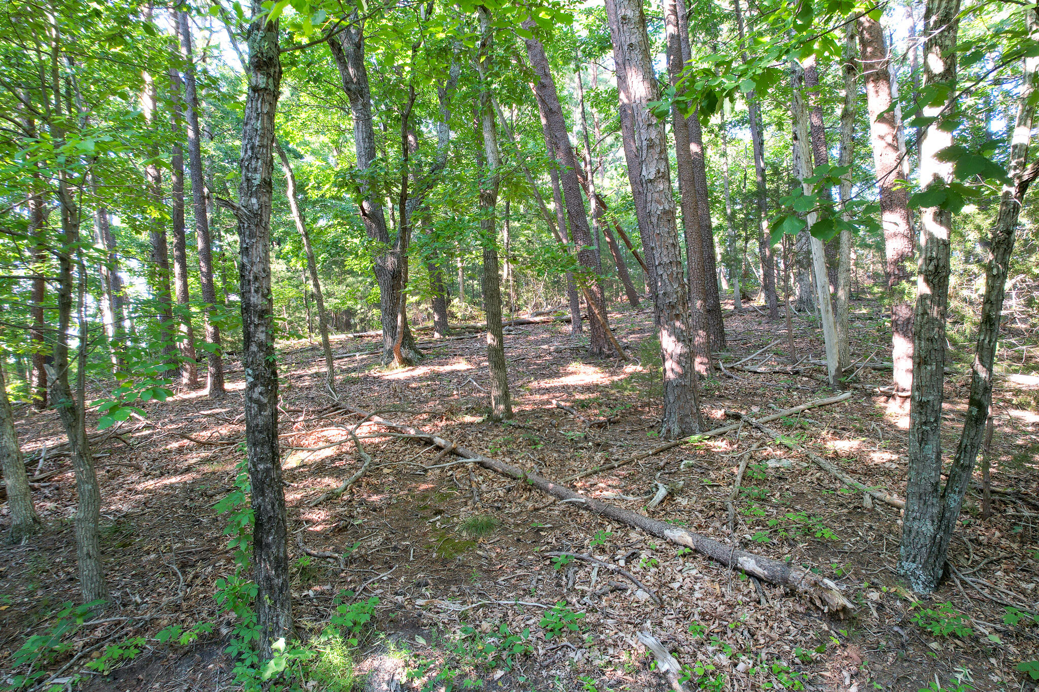 Tbd Olivet Mountain Road Greeneville, TN 37743 - Photo 20 of 22 DJI_0426