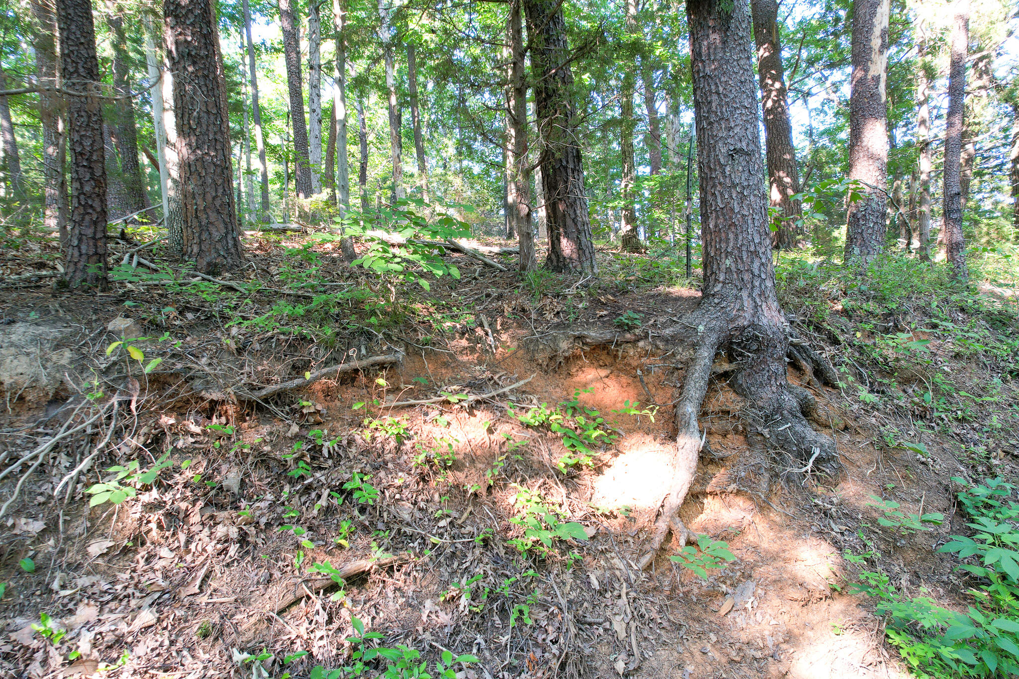 Tbd Olivet Mountain Road Greeneville, TN 37743 - Photo 22 of 22 DJI_0428