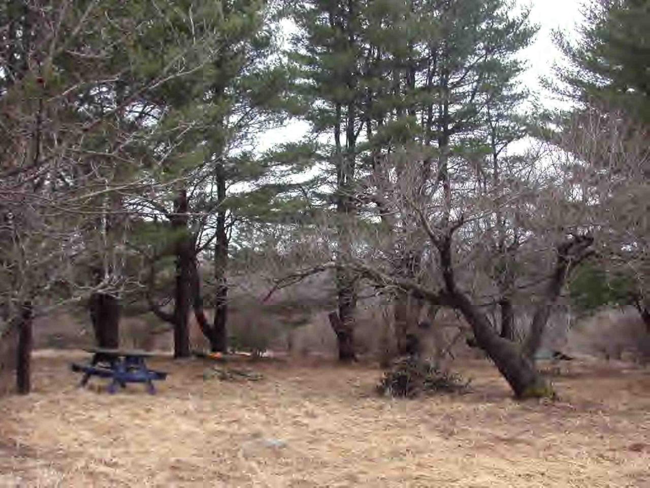 805 Becket Road Otis, MA 01253 - Photo 2 of 4 a backyard of a house with lots of trees