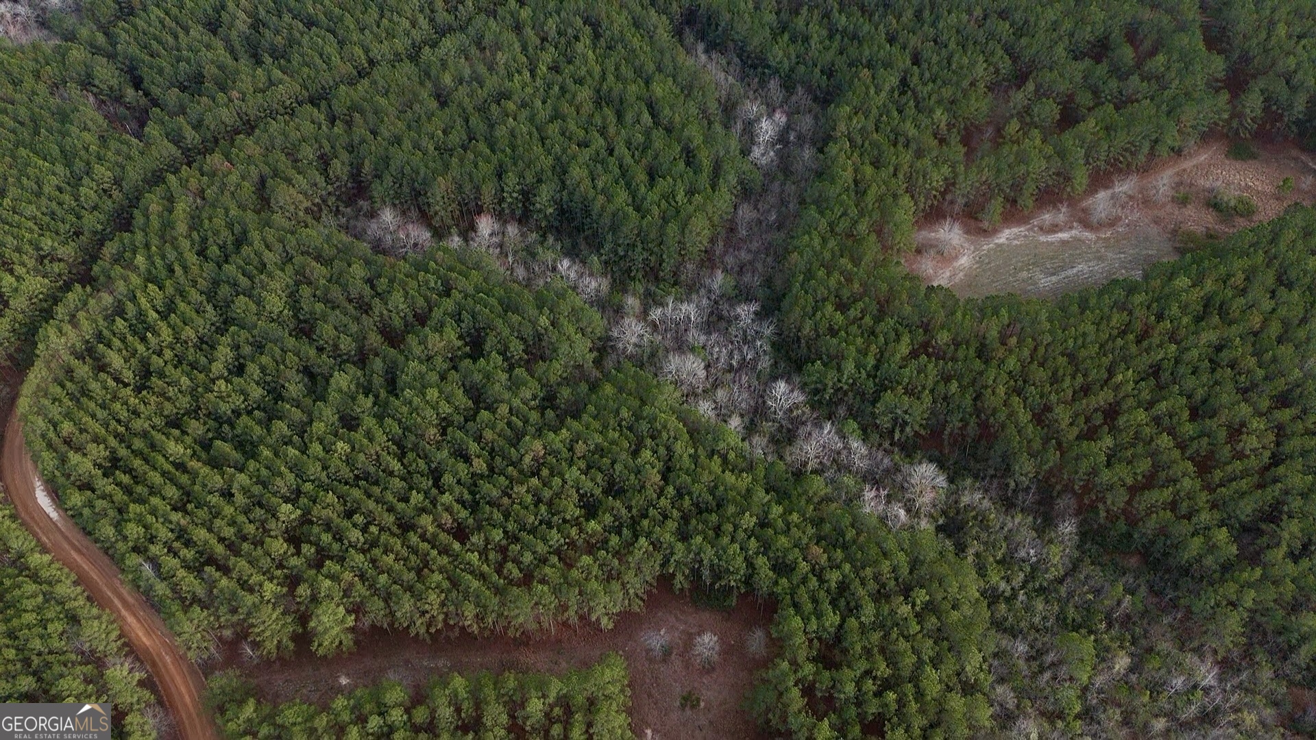 0 County Road 78 Milan, GA 31060 - Photo 4 of 4 a view of a lush green forest