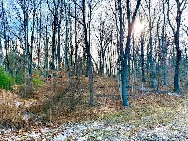 a view of a forest filled with trees