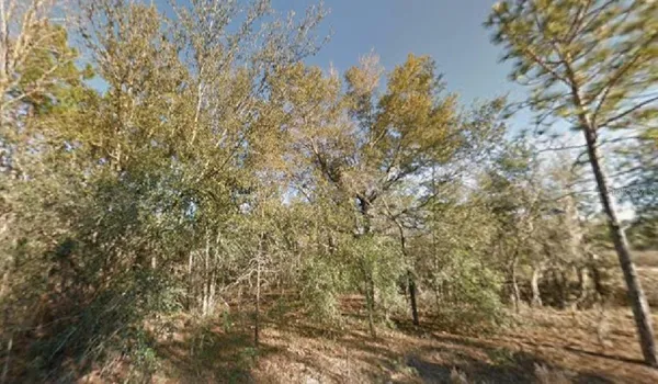 a view of a yard with a tree