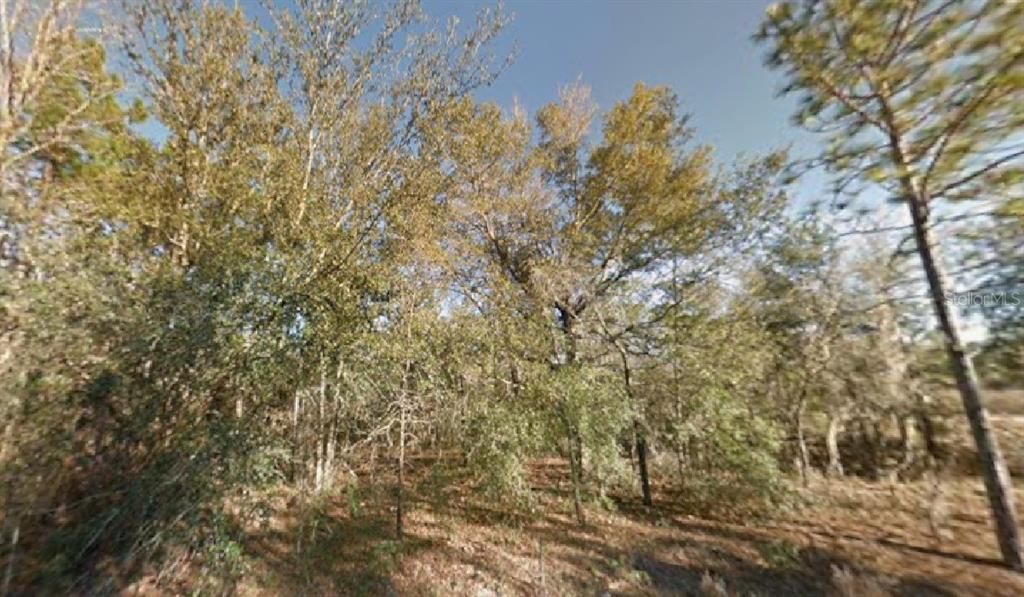 Northeast 154th Avenue Williston, FL 32696 - Photo 1 of 1 a view of a yard with a tree