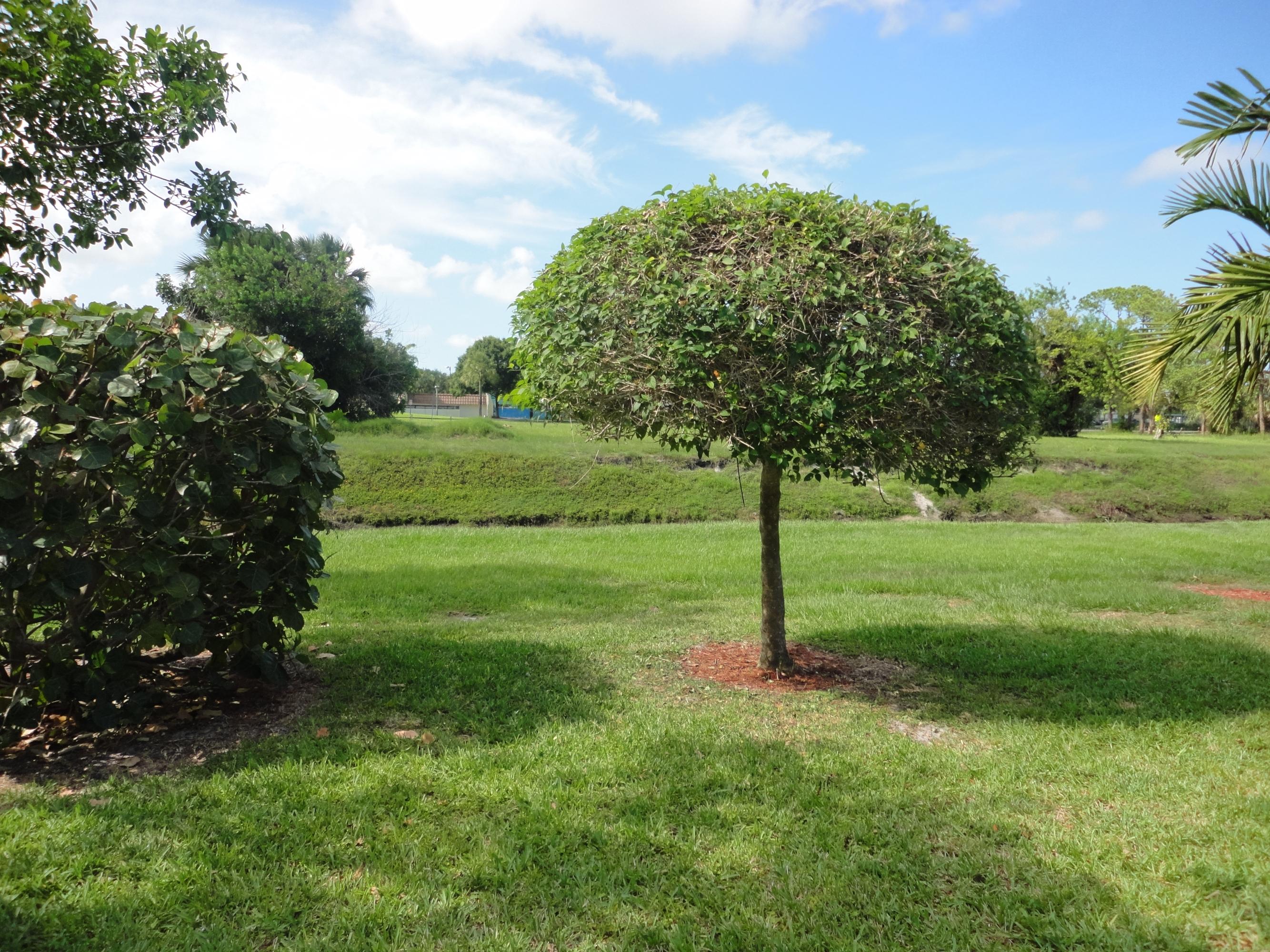 1349 Northwest 7th Street Boca Raton, FL 33486 - Photo 34 of 37 Back View/Canal