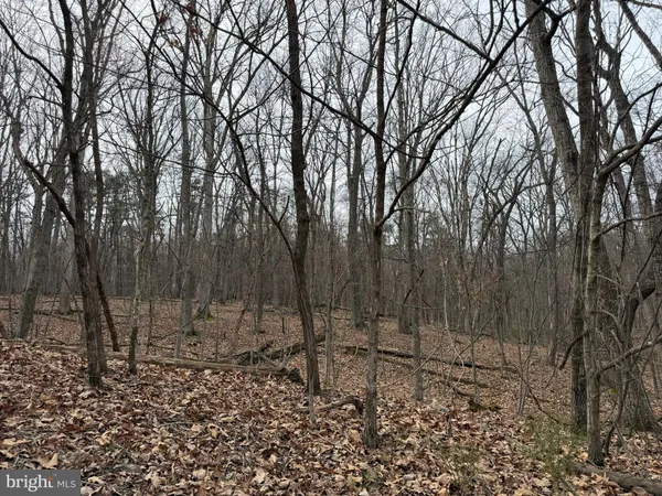 a view of a forest filled with trees